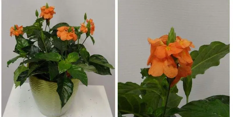 Кроссандра Фортуна