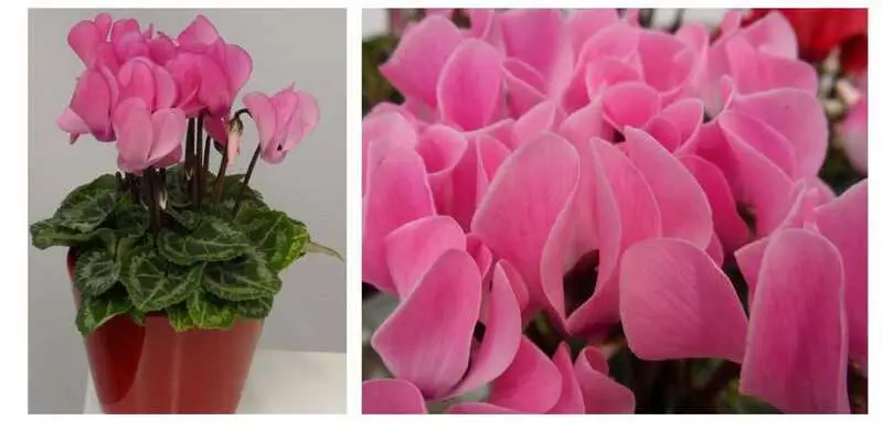 Цикломен Микро Свит Пинк 