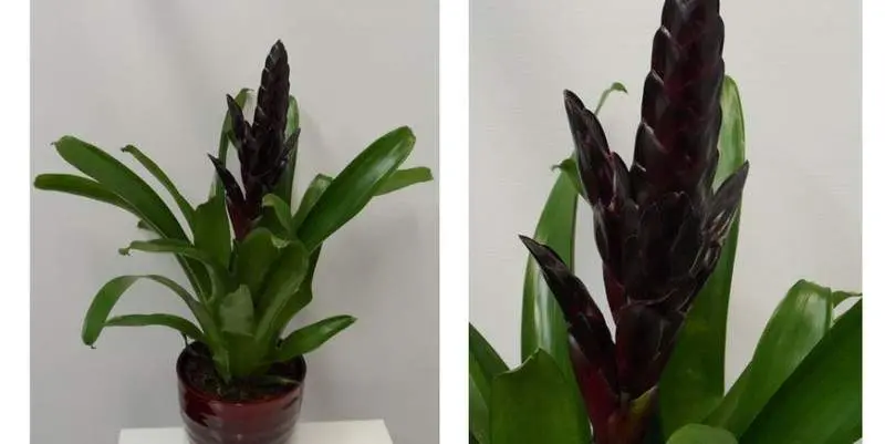 Бромелия Мэрун Эдвенча Д12  