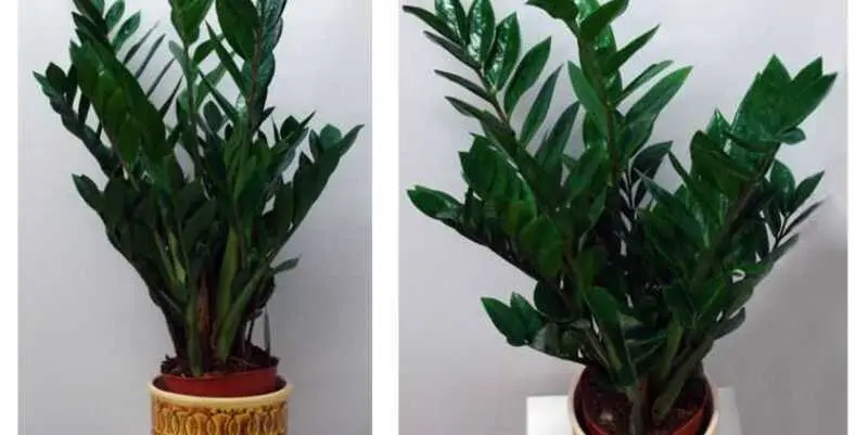 Замиокулькас Замифолия  Д21