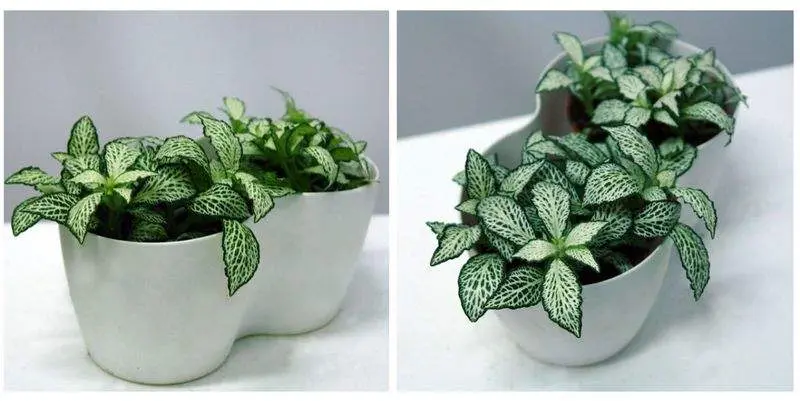 Фиттония Грин Д9