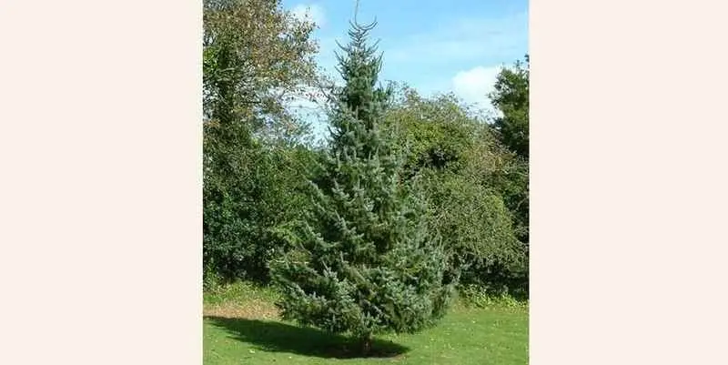 Ель Сербская Н175-230