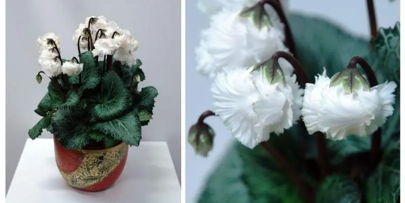 Цикламен Минивелла Белиссима Д12