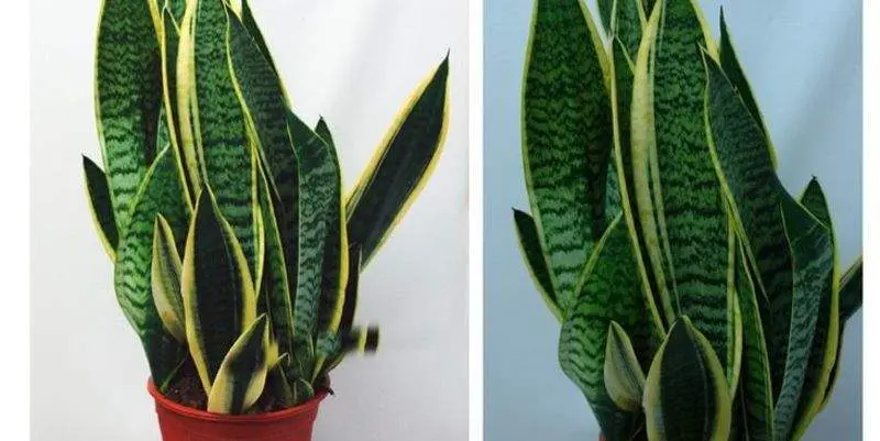 Сансевиерия Лауренти Д17 Н70