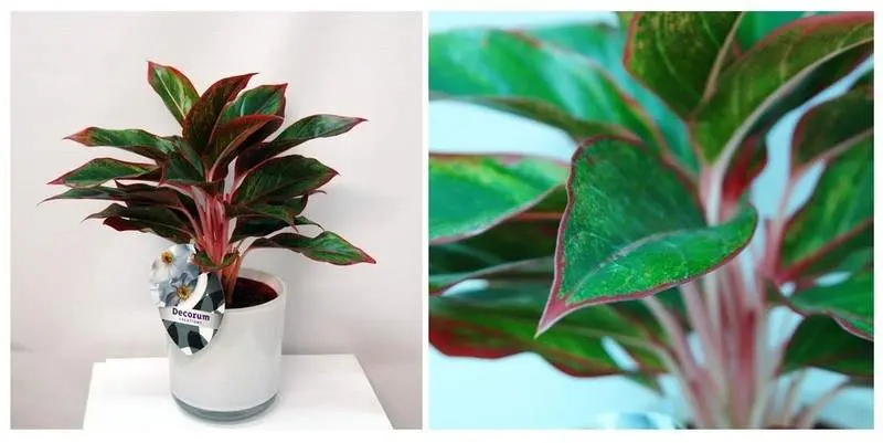 Аглаонема (кашпо стекло) Д12 Н35