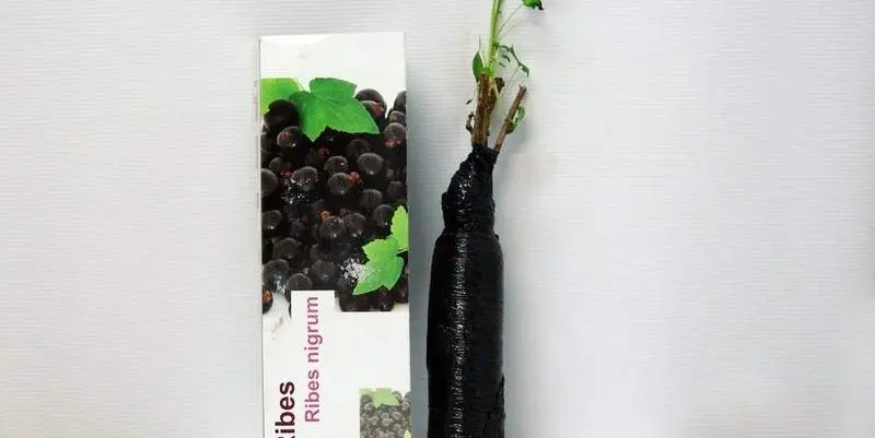 Саженец Черная Смородина