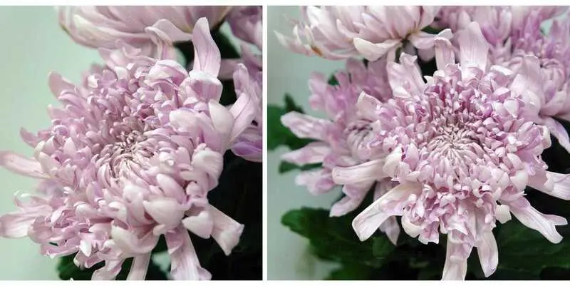 Антонов Розовая 