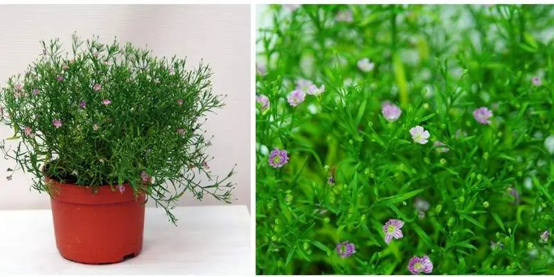 Гипсофила Гипси Д10 Н20