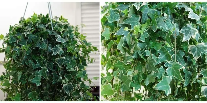 Хедера Хеликс Эва Д24 Н100