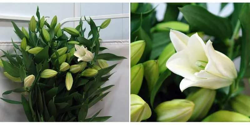 Лилия Риалто