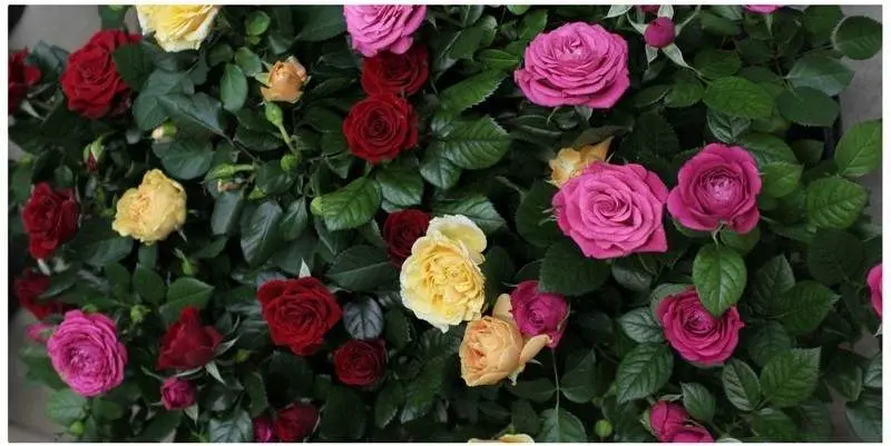 Роза Кордана микс Д12