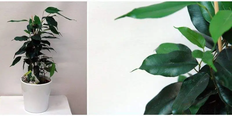 Фикус Бенжамина Даниэль Д12 Н40