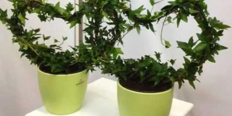 Хедера Хеликс Шамрок (сердце) Д12 Н25 